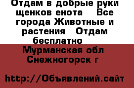 Отдам в добрые руки щенков енота. - Все города Животные и растения » Отдам бесплатно   . Мурманская обл.,Снежногорск г.